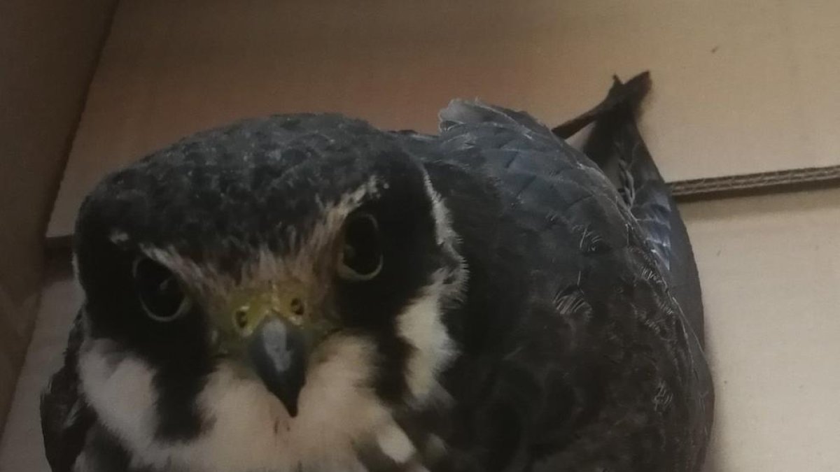 Recogen un halcón peregrino herido en un ala en Tamarit
