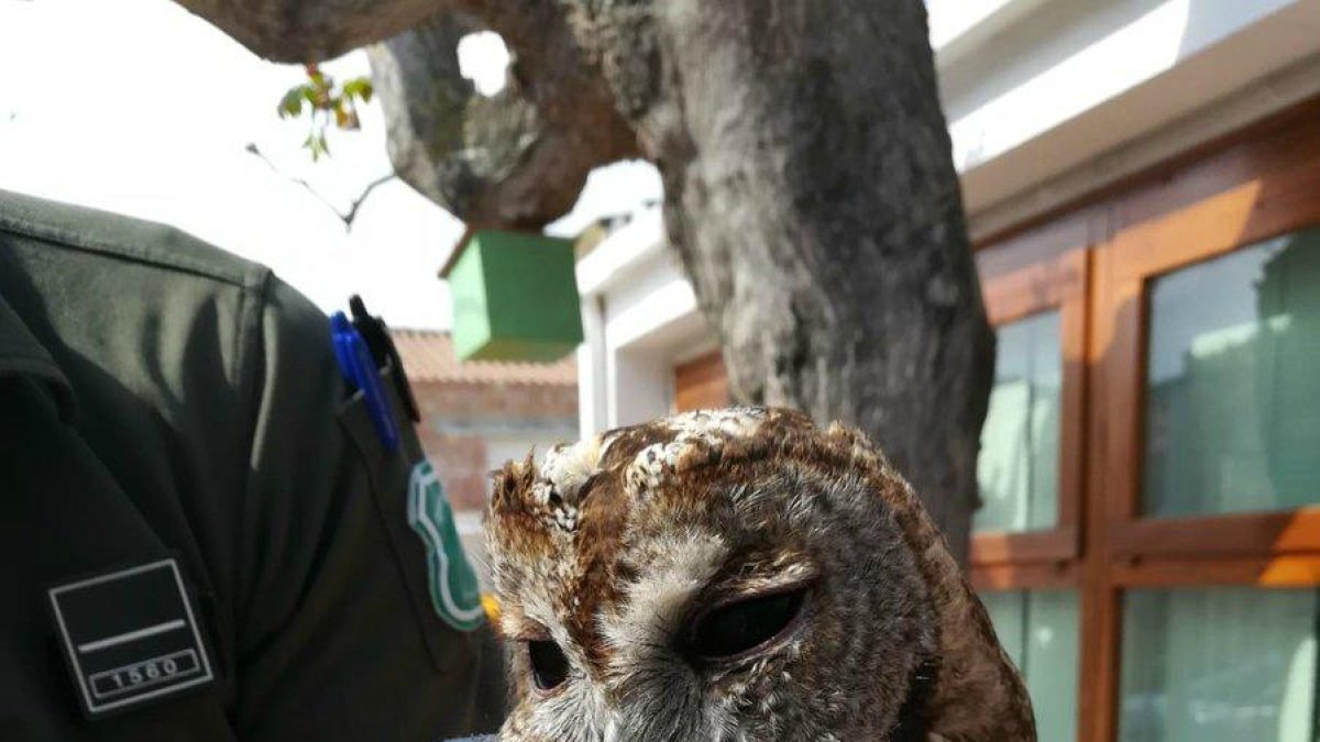 Rescatan un ave rapaz de una red de Ribera d'Ebre