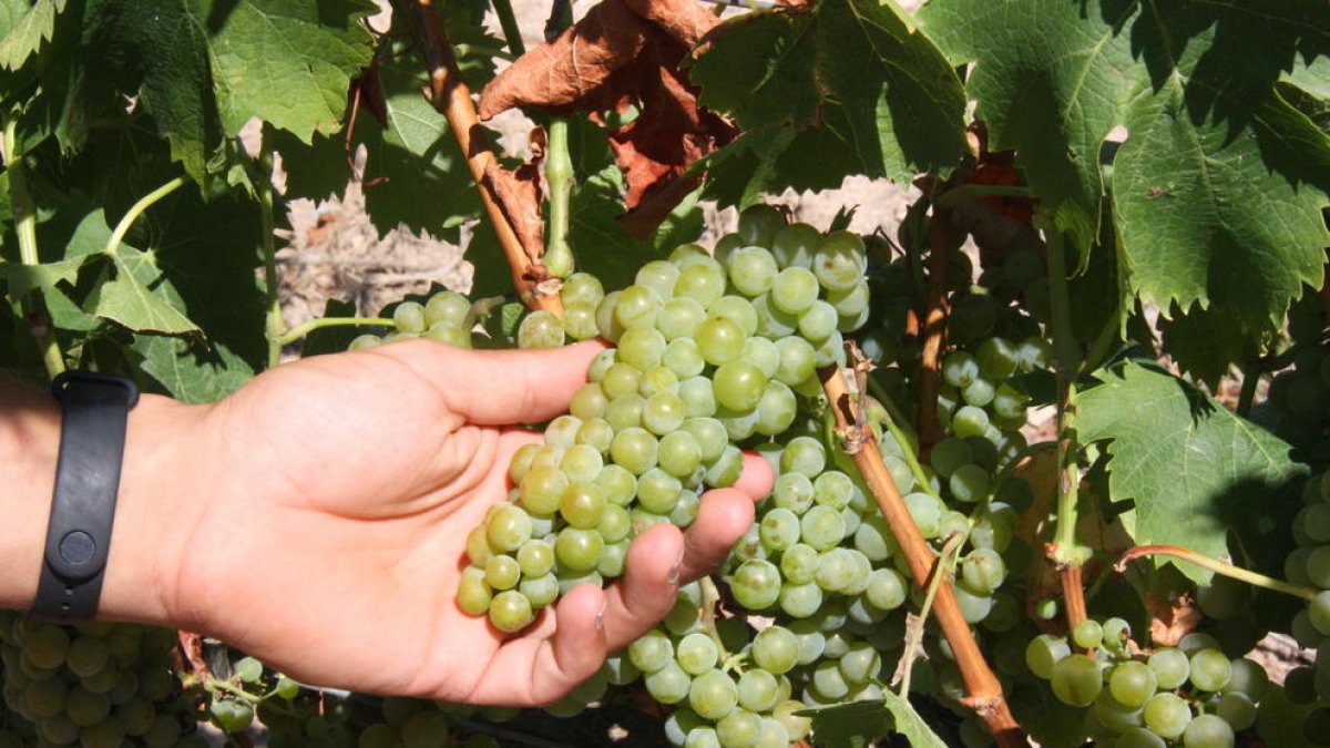 La DON Tarragona espera un incremento de producción del 10% en la vendimia de este año