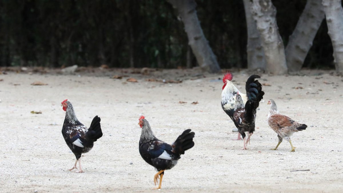 La ciutat de Tarragona normalitza en pocs anys les colònies d'animals