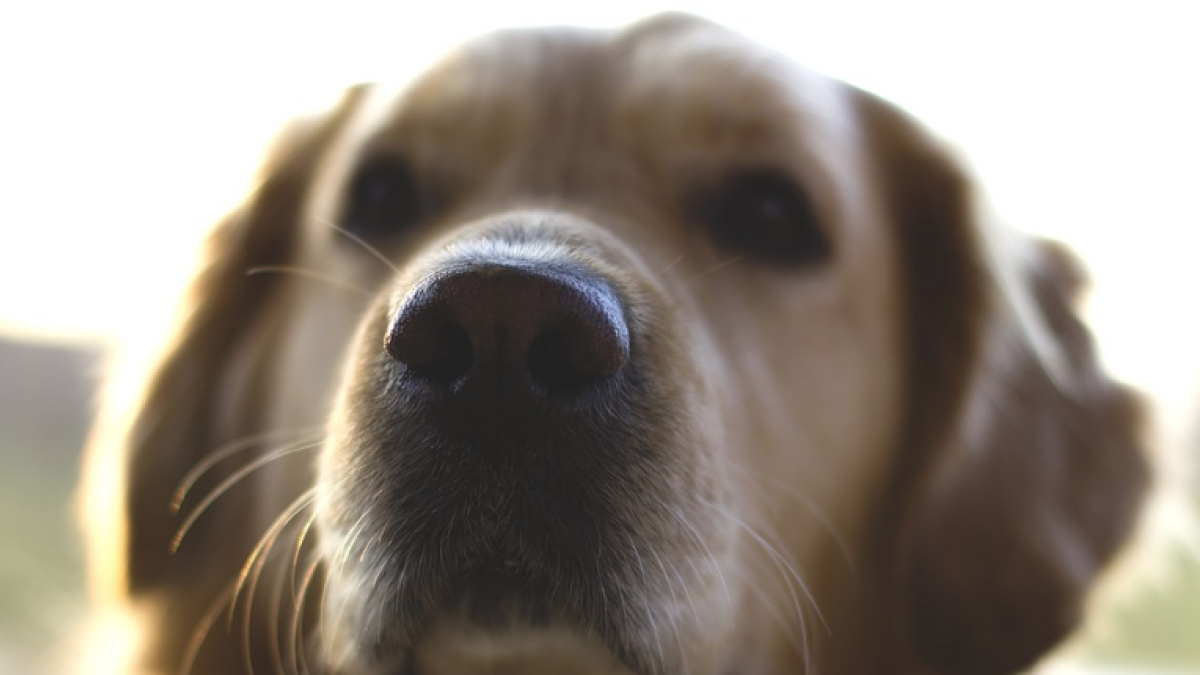 Perros de asistencia acompañarán a los juzgados a los menores maltratados