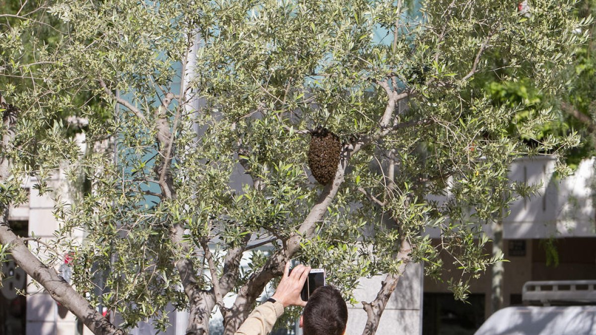 Un rusc d'abelles a la plaça de la Llibertat, en una imatge d'arxiu.