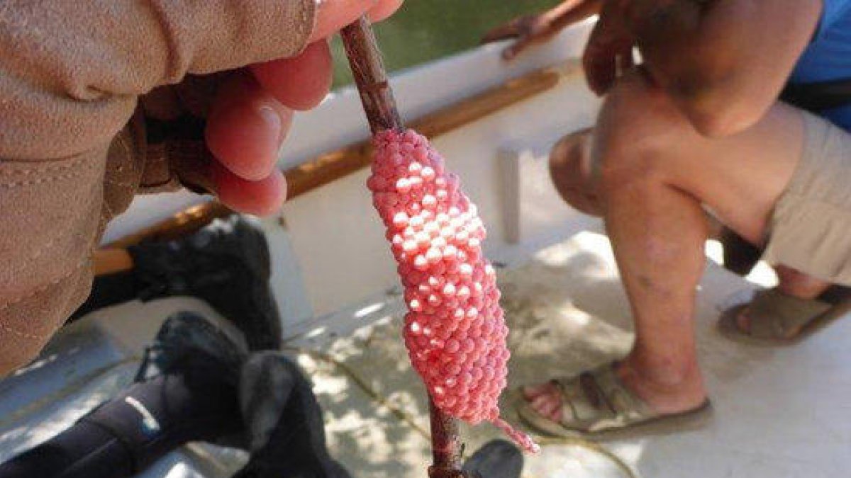 Primer pla d'una posta de caragol maçana retirada del riu Ebre.