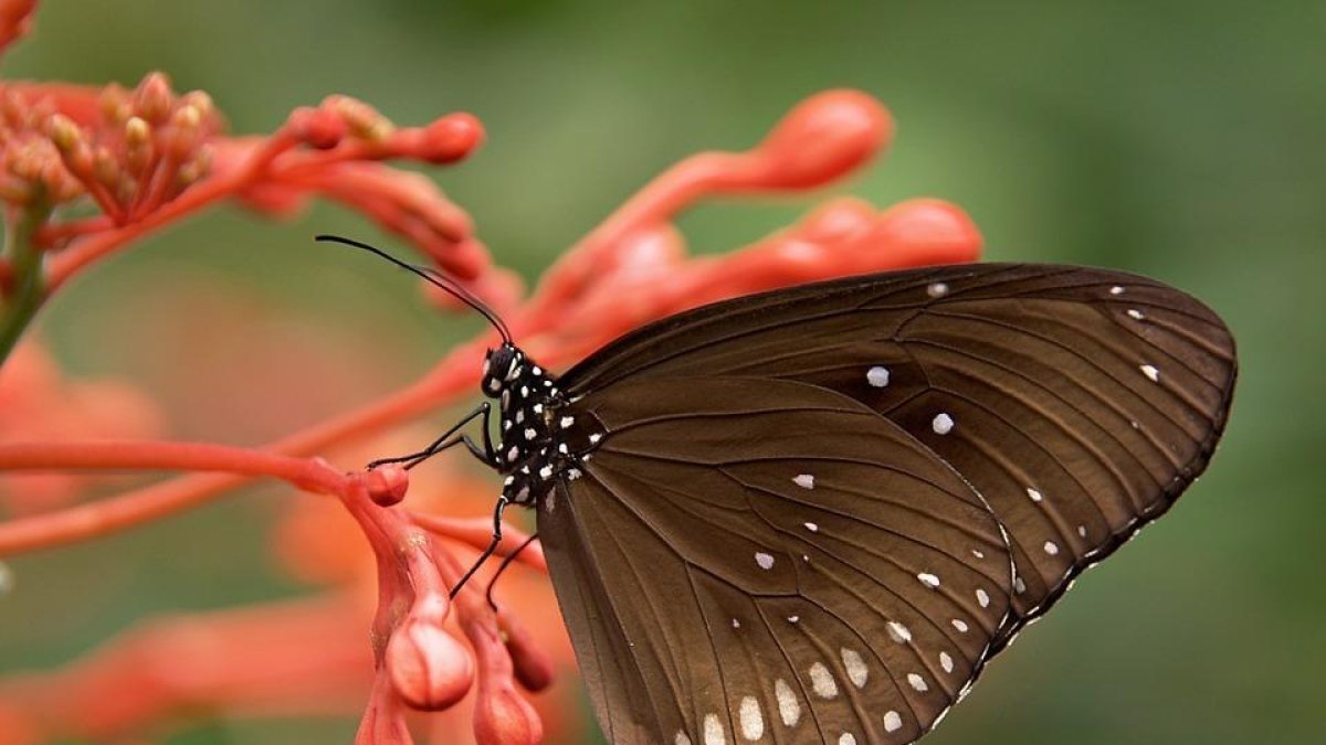 Desenvolupen un nou sistema per evitar la falsificació de bitllets usant escates de papallona