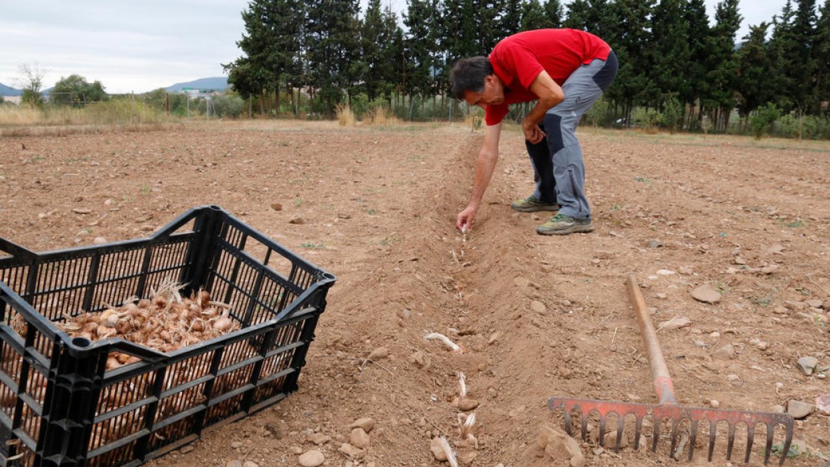 Baixa Segarra, azafrán, slow food, flor, bulbo, cultivo, Montblanc, pistilos