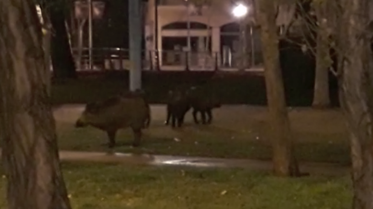 Cuatro jabalíes se pasean por Cambrils