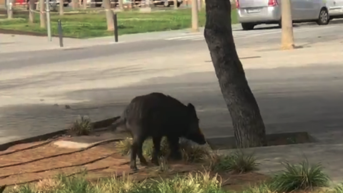 Imagen del jabalí visto en la Vall de l'Arrabassada.