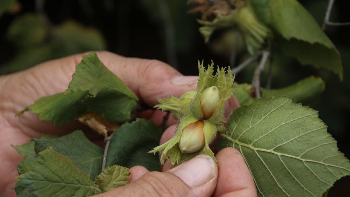 sector, Rafel Español, campanya, collita, avellana, cotització, Unió de Pagesos