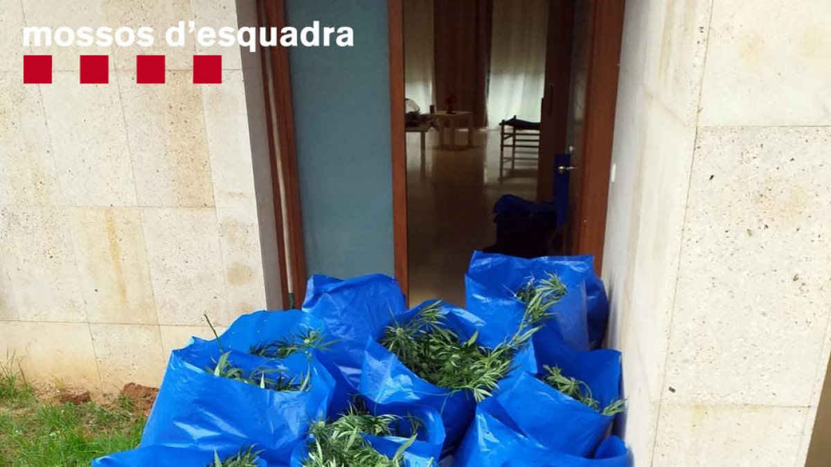 Imagen de algunas de las plantas de marihuana intervenidas.