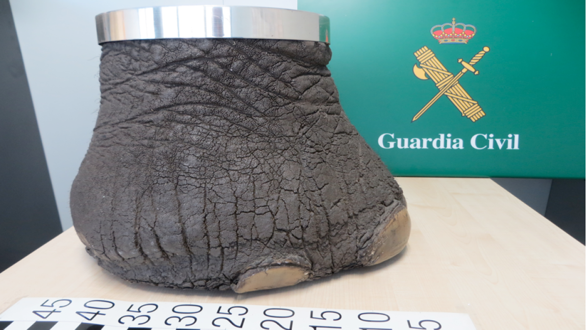 Intervienen una pata de elefante disecada que un reusense vendía por internet