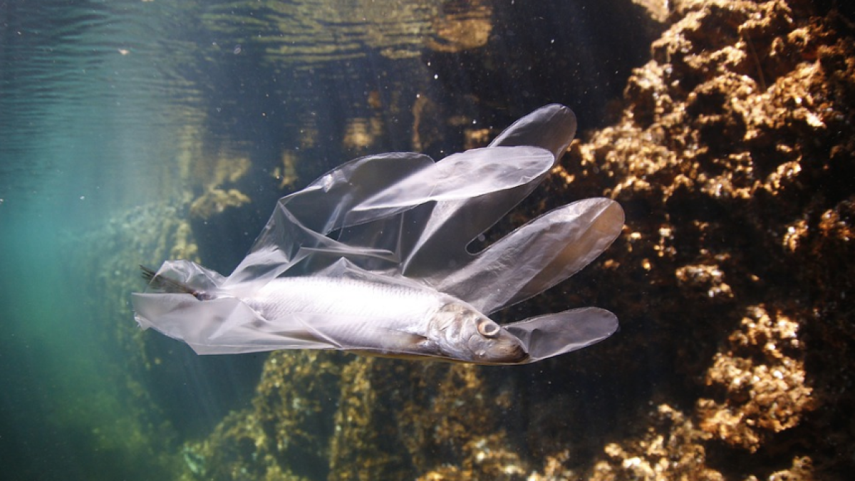 Greenpeace recuerda que la protección de los océanos es crucial para contener la crisis climática