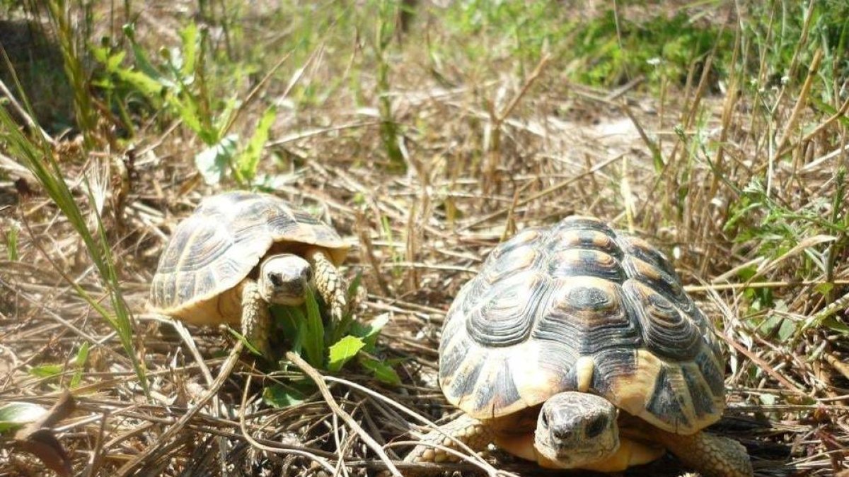 Les tortugues repoblen el Montsant