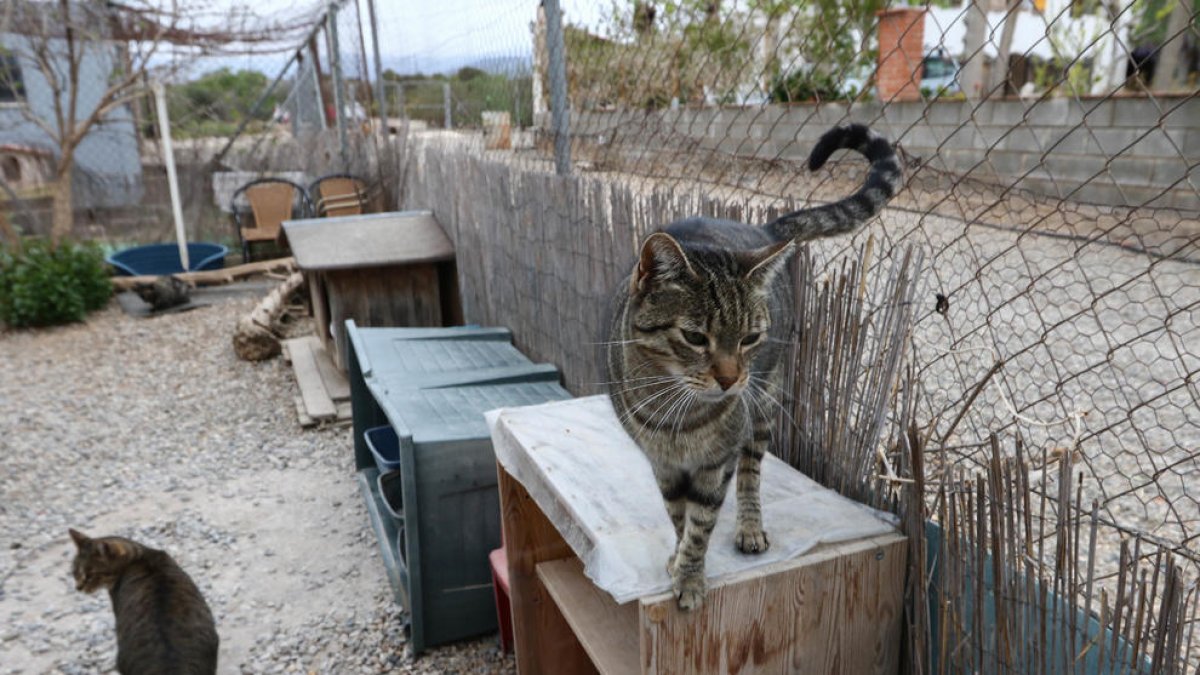 Riudoms quiere consensuar con los vecinos el traslado del Refugi Baix Camp