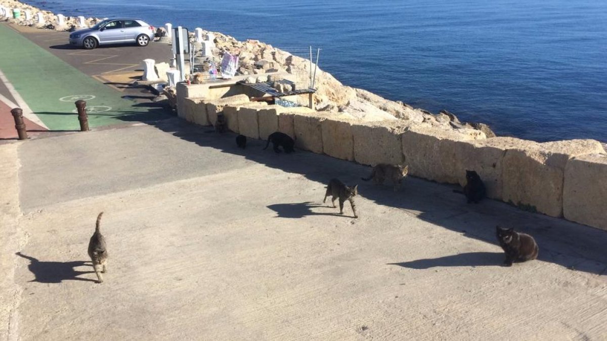 El Port de Tarragona y Tarraco Felina colaboran para controlar la colonia de 188 gatos en la zona