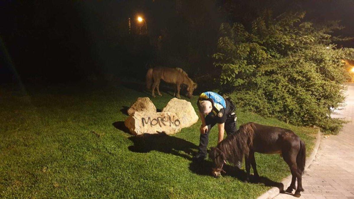 Dos poneys salvan libres por las calles de Mas Abelló