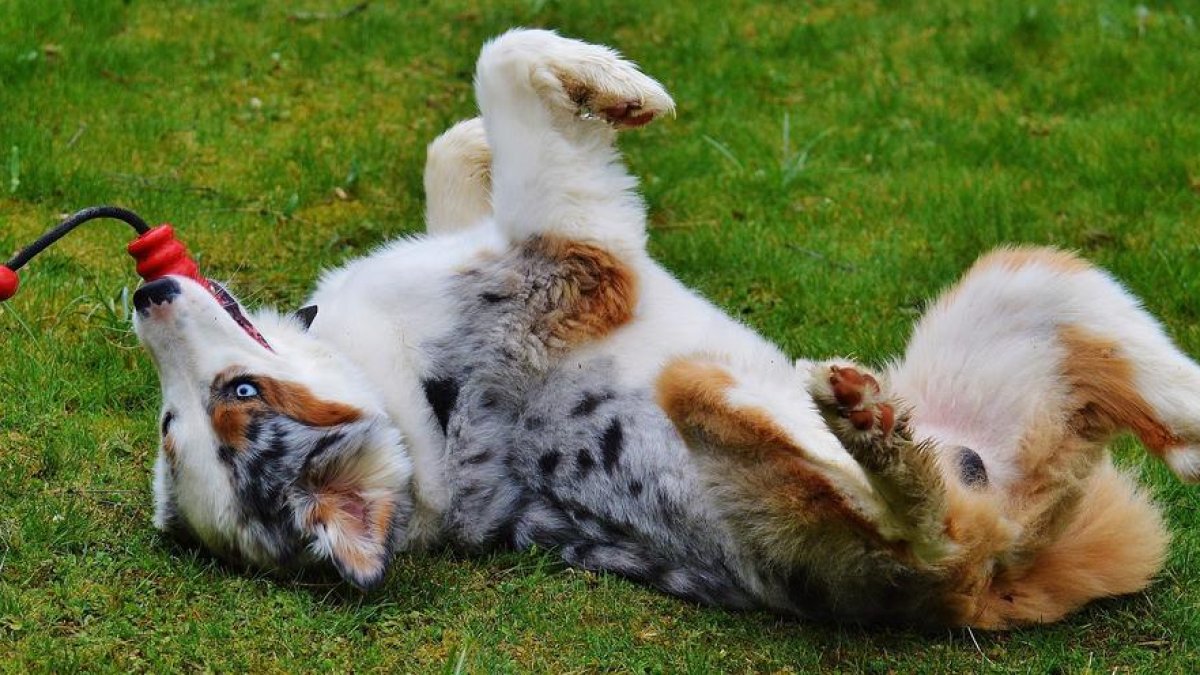 El ejercicio más importante para los perros que 'destrozan' cosas