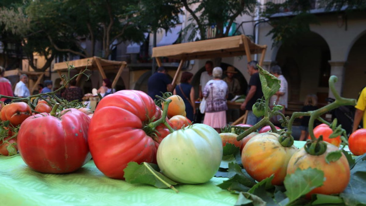 La I Feria del Tomate del Priorat expone una cuarentena de variedades de esta hortaliza a Falset