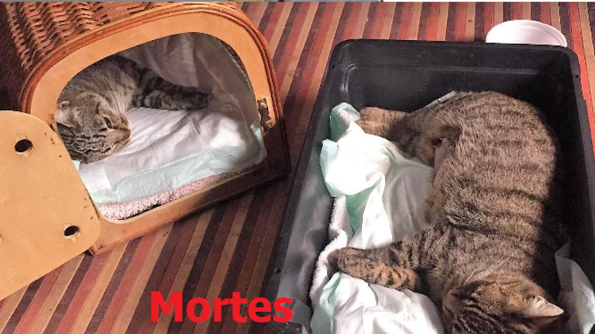 Montblanc detecta ataques continuos a las colonias de gatos