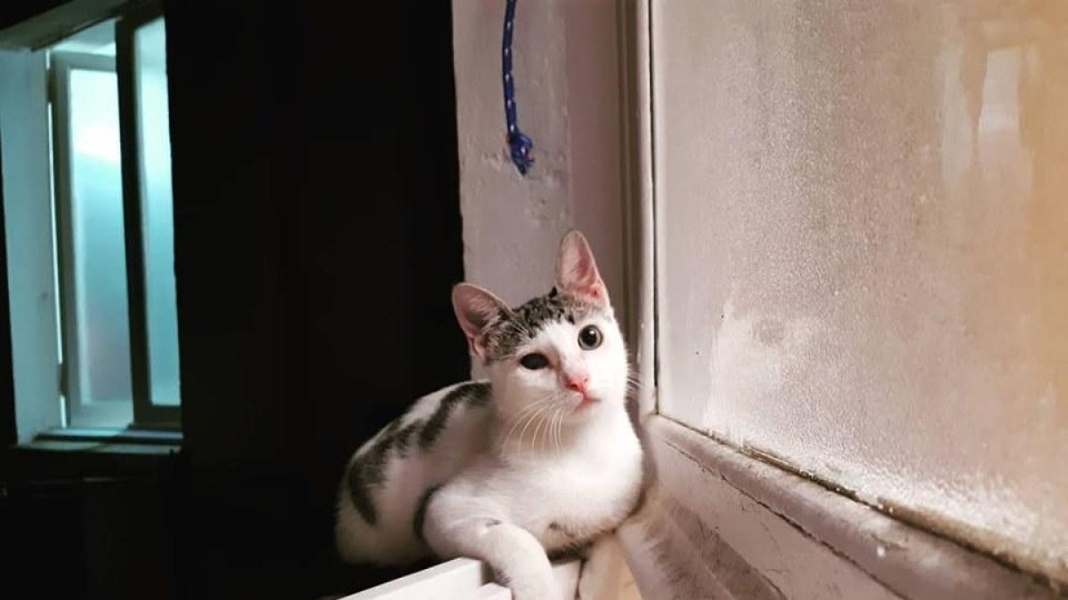 El perfil més animalista d'Hermán Pinedo