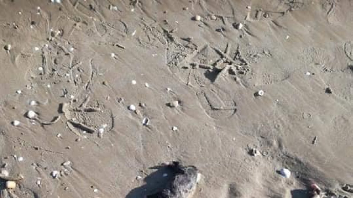 Encuentran muertos seis cachorros de perro en la playa de Cunit