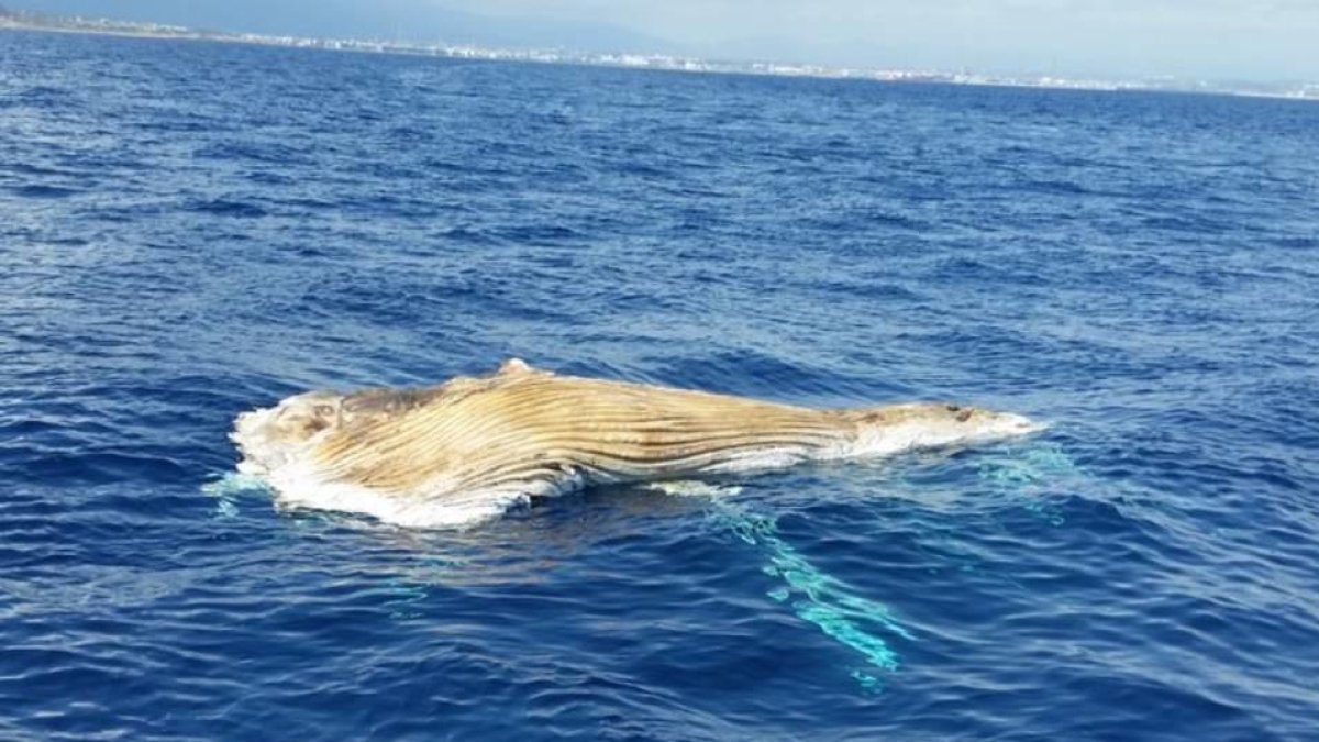 Localitzen un cetaci mort prop de la platja Cristall de Miami Platja