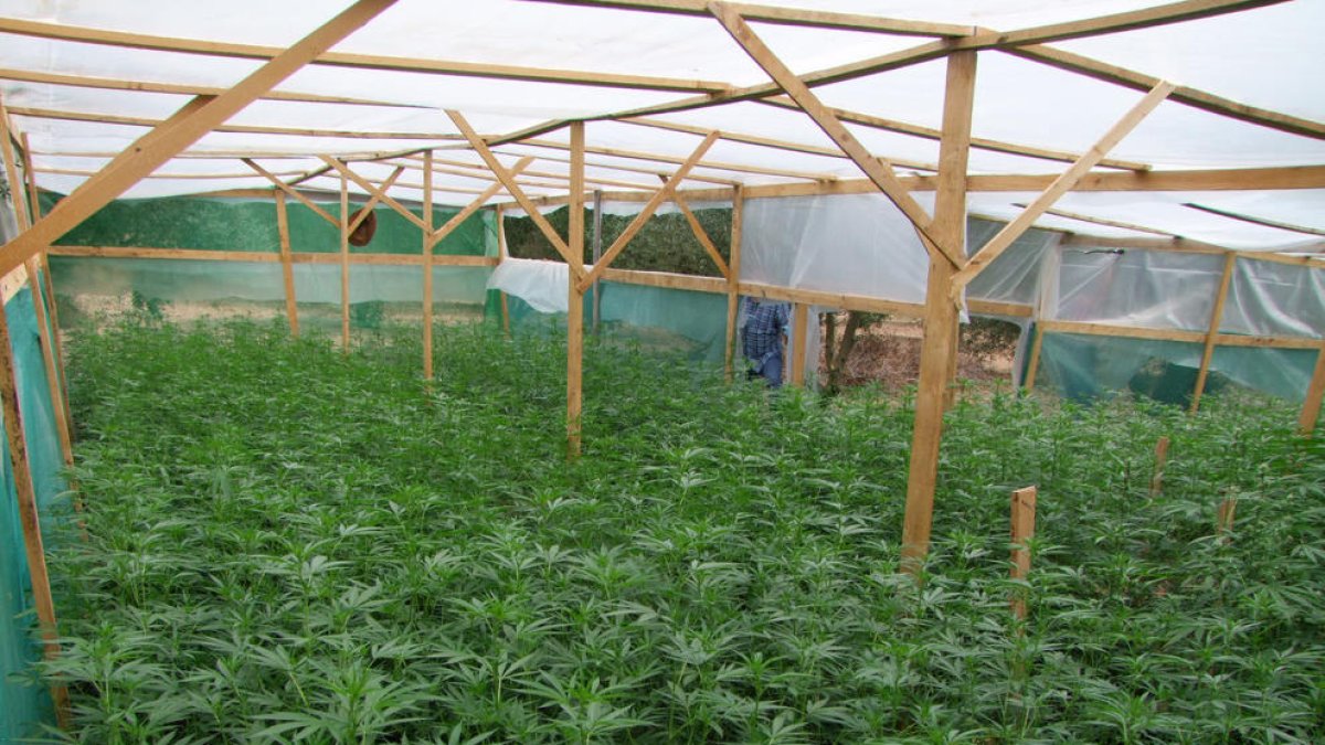 Dos detenidos por cultivar unas 1.800 plantas de marihuana en la Bisbal