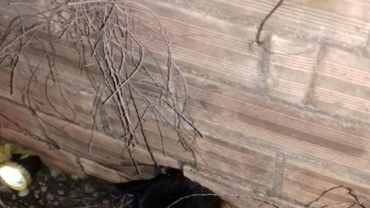 Rescaten un gos amb el cap atrapat en un forat a l'Aldea