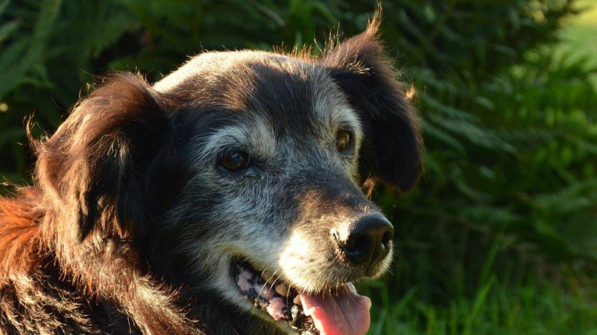¿Cómo cuidar de los animales cuando se han hecho mayores?