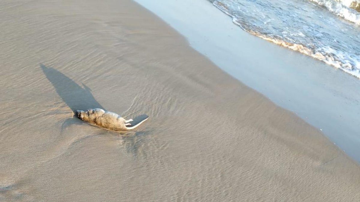 Aparecen ratas en la playa Llarga de Tarragona