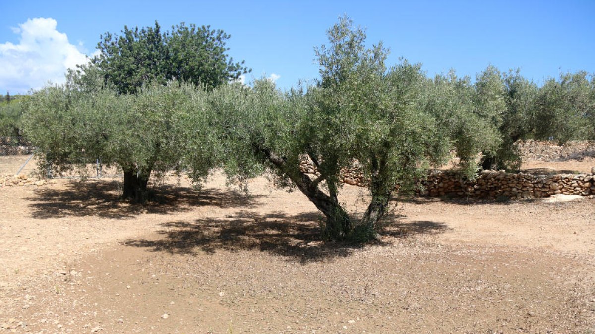 cítrics, precipitacions, tempestes, sequera, arròs, qualitat, llegenda, camps, dissolució, pluja, Rafel Verdiell, collita