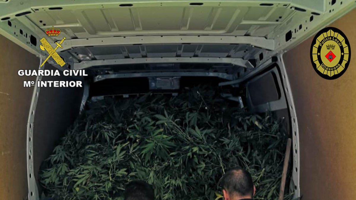 Desmantelan una plantación de cerca de 1.300 plantas de marihuana en Ulldecona