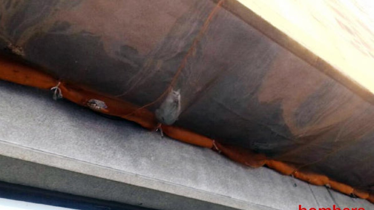 Rescatan un gato que ha caído a una red protectora de un edificio en Tarragona