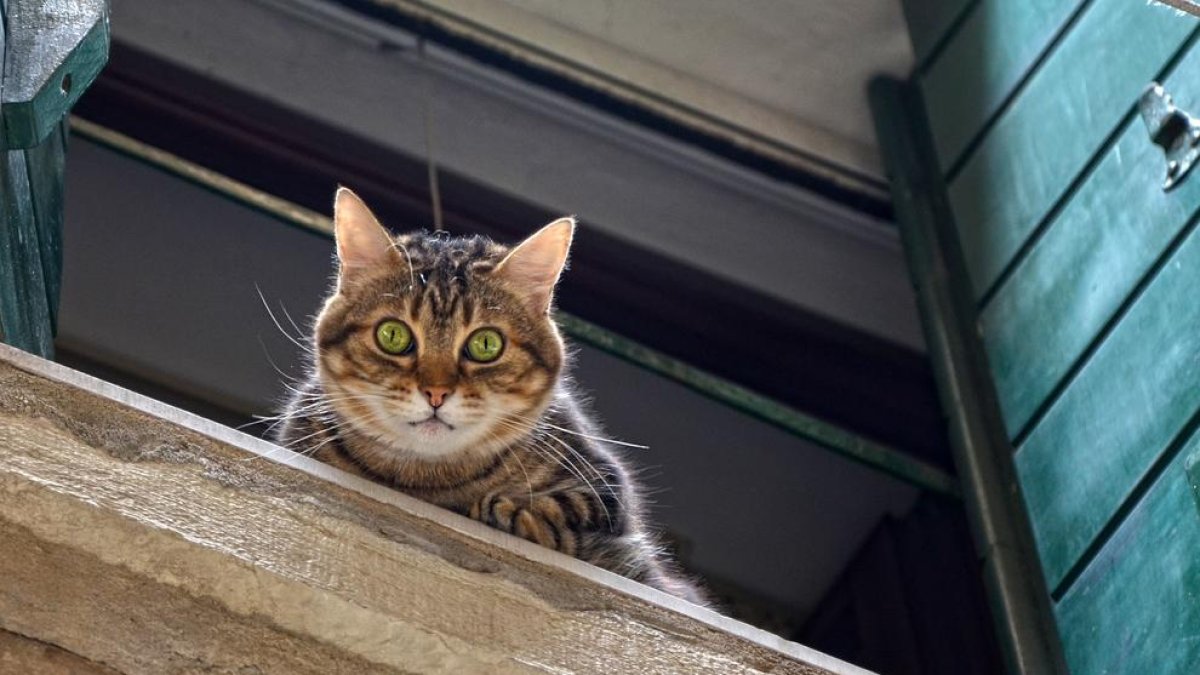 Como evitar los peligros del síndrome paracaidista en gatos