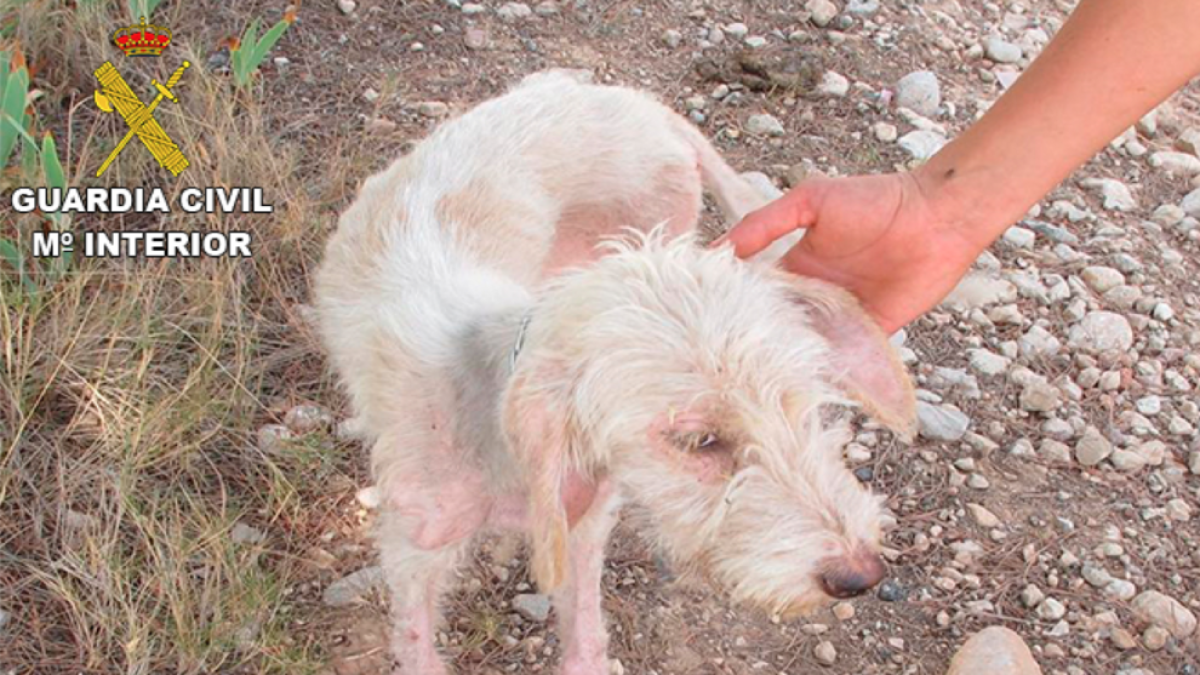 Recuperen diversos gossos en mal estat en una finca del Pont d'Armentera