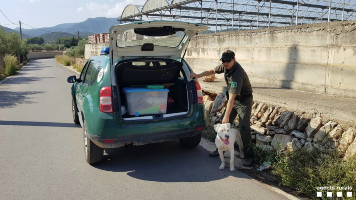 Los Agentes Rurales localizan un perro de raza potencialmente peligrosa suelto en Amposta