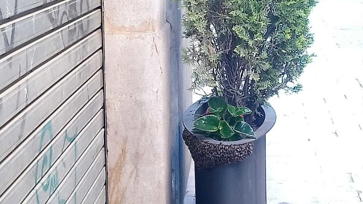 Localitzen un rusc d'abelles en un test situat en un carrer del centre de Reus