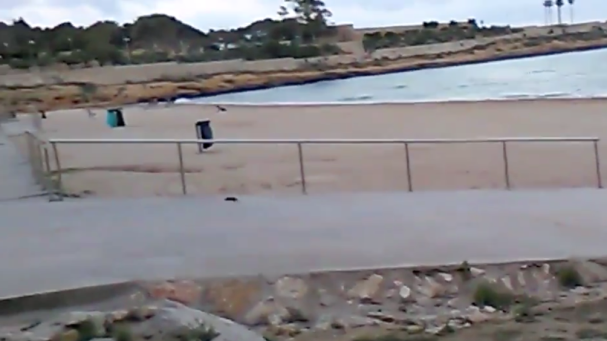 Apareixen rates a la platja del Miracle