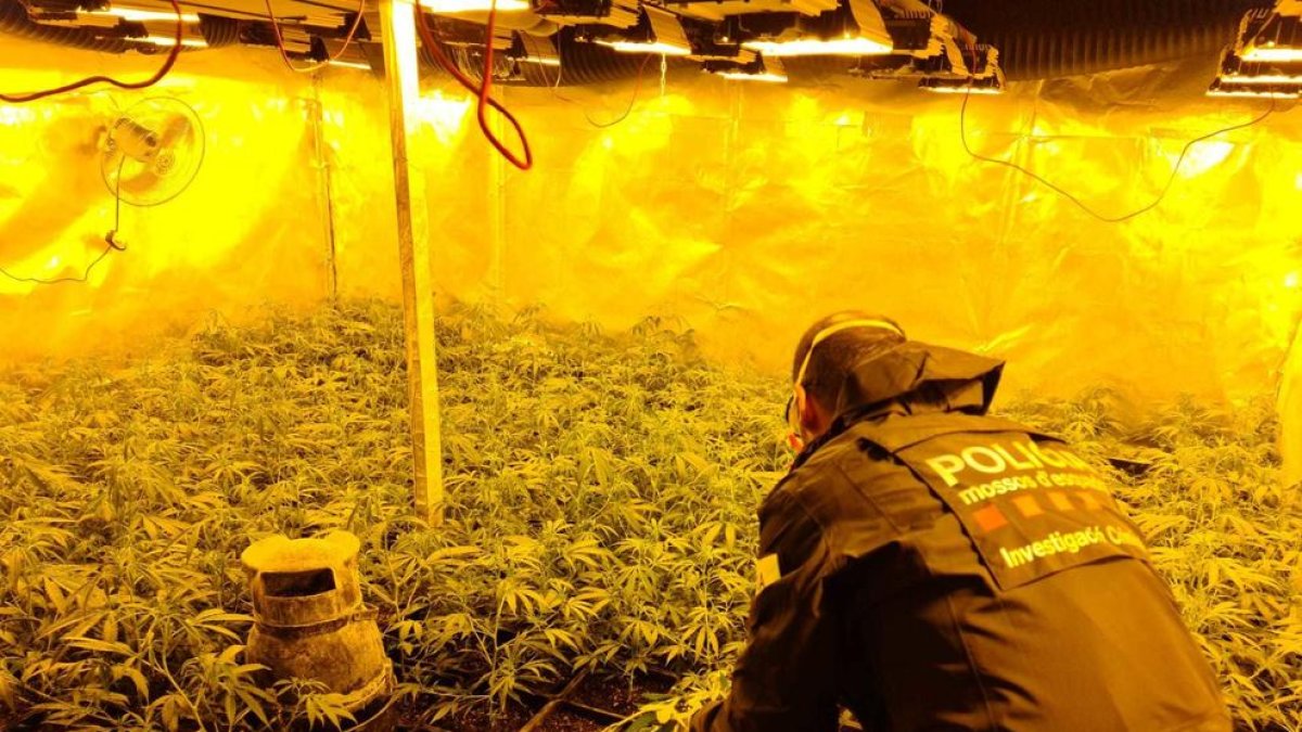 Operación policial en Tarragona y Reus contra el cultivo masivo de marihuana
