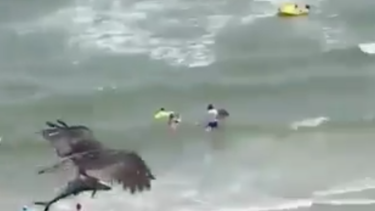 Graban el momento en que un águila atrapa un tiburón y se lo lleva volando
