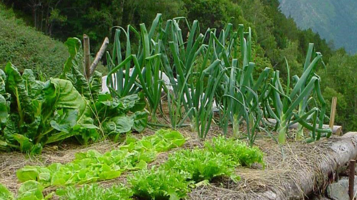 El Govern permetrà anar als horts particulars per collir aliments «necessaris per a la subsistència»