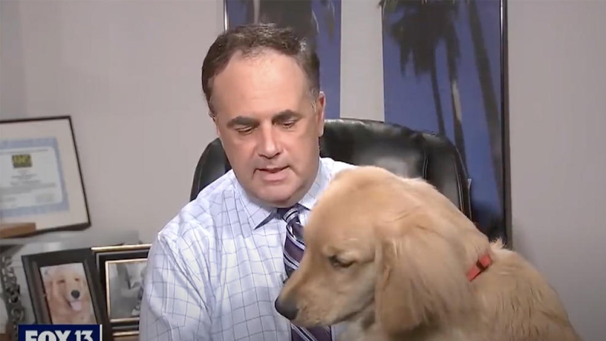 Un perro le chafa el directo desde casa a un meteorólogo de la Fox