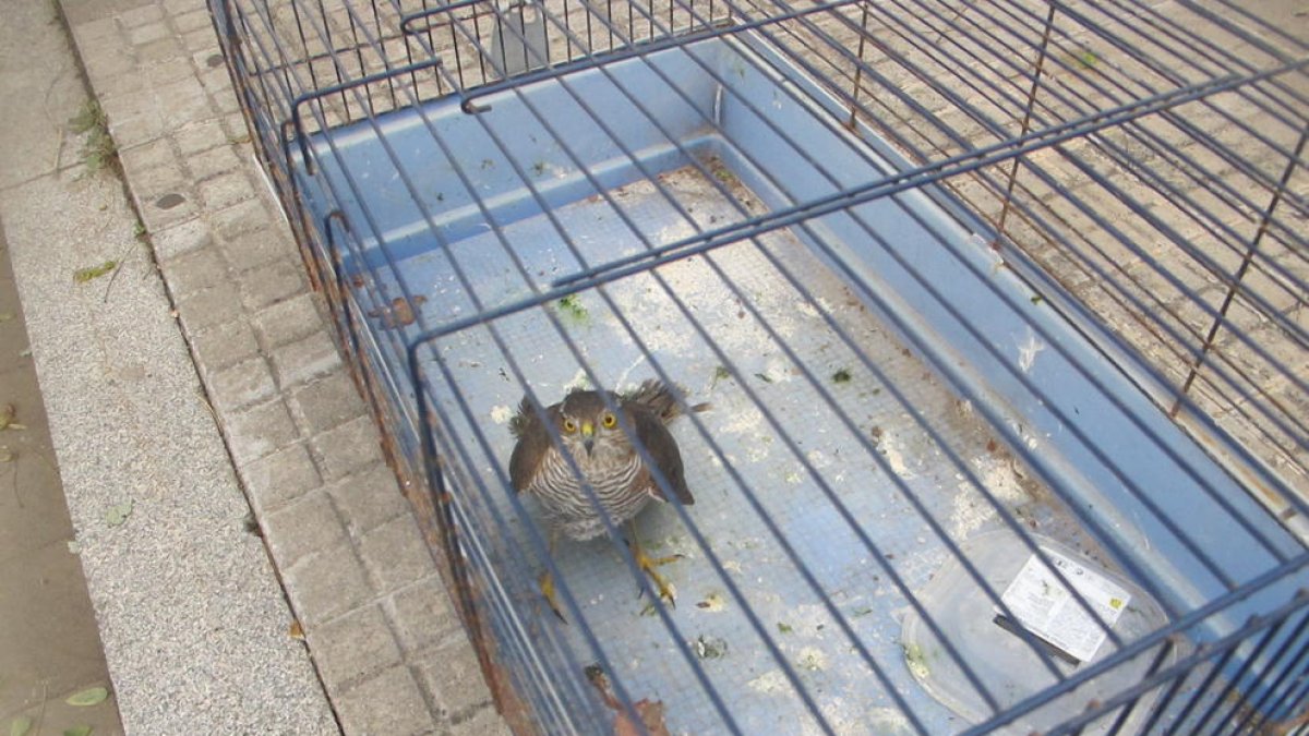 El Seprona localiza un gavilán herido en Falset