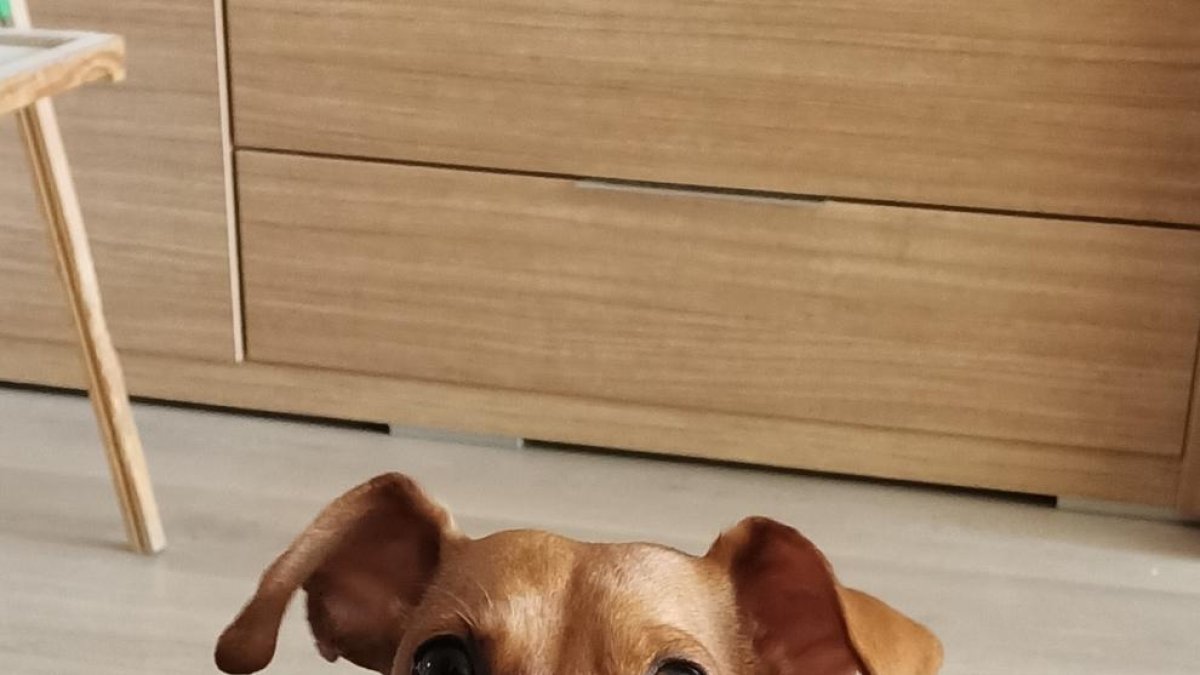 Buscan un perro de raza 'mini|minio pincher' de color canela|espinilla perdido el viernes en el Camino de Mas Teret