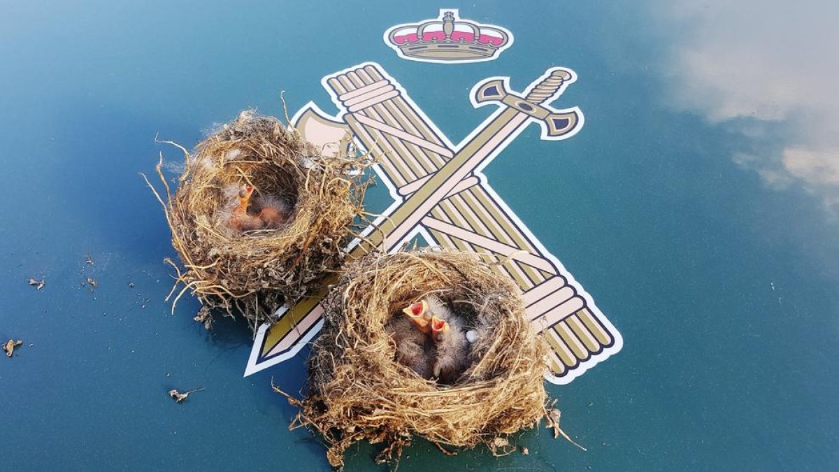 Denunciats dos veïns de Tortosa per recollir dos nius d'ocell amb cries