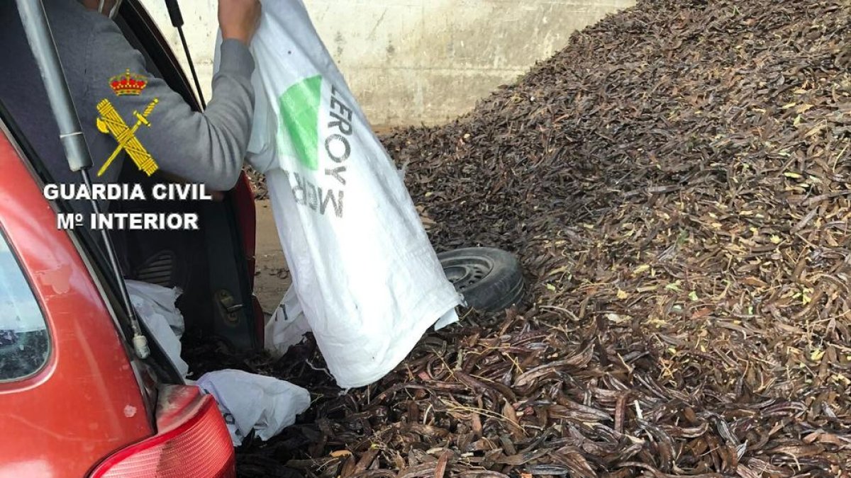 Intercepten un veí de Reus amb 420 quilos de garrofes sostrets a una finca del Perelló