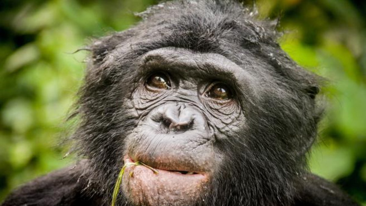 Descoberta una espècie desconeguda i extingida de ximpanzés