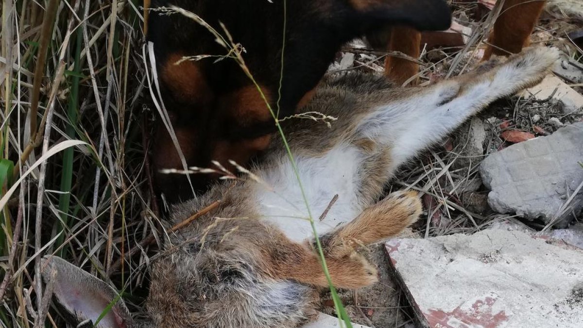 Un veí de La Floresta denuncia la presència de llaços il·legals per a caçar conills