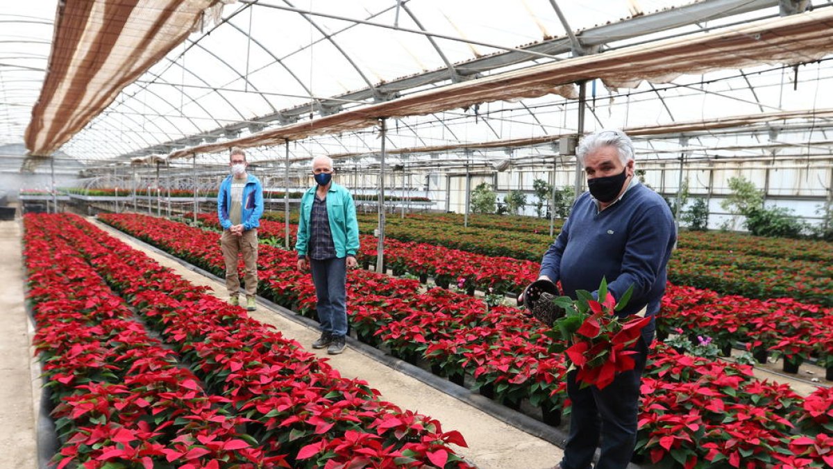 Estudiants de l'INS d'Horticultura de Reus aprenen cultivant 6.500 ponsèties