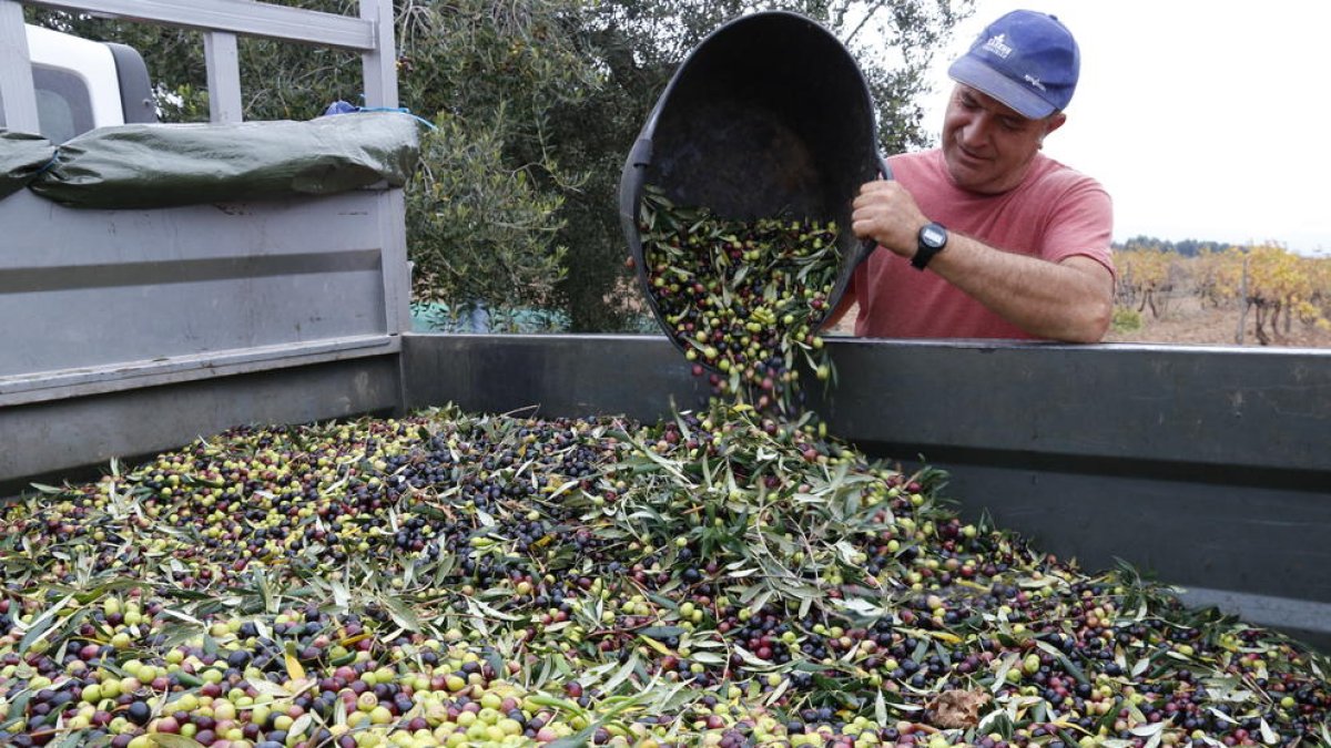 La DOP Siurana estima|ama una producción de 3,6 millones de kilos de aceite, un 41% menos