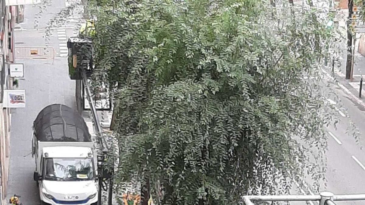 Talan un olmo de la Rambla Vieja por motivos de seguridad